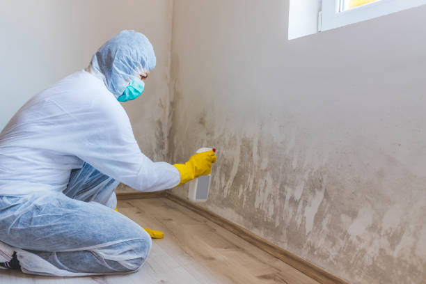 Licensed Commercial Mold Remediation service in Rapidan, VA - WQB Mold Removal
